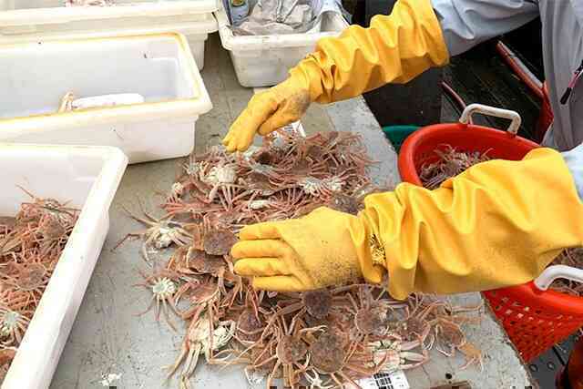 Bí ẩn về gần 10 tỷ con cua tuyết chết ở Alaska cuối cùng đã được giải đáp!- Ảnh 2. Bí ẩn về gần 10 tỷ con cua tuyết chết ở Alaska cuối cùng đã được giải đáp!- Ảnh 2.