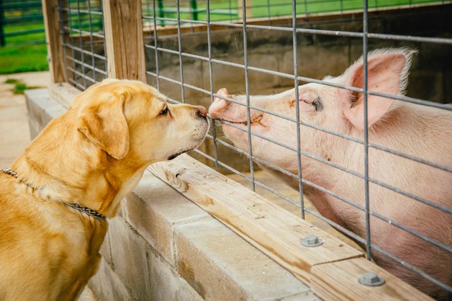 Lợn thông minh hơn chó, vậy tại sao chúng ta đối xử với chúng rất khác nhau?