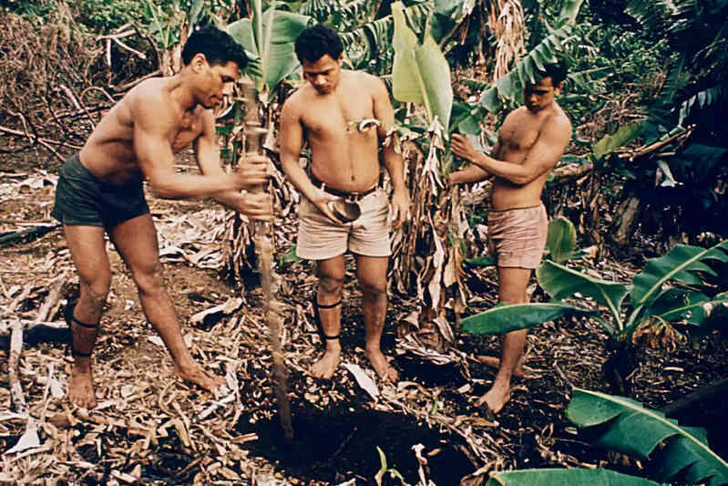 Câu chuyện đáng kinh ngạc về Castaways Tonga: Làm thế nào sáu thanh thiếu niên sống sót sau 15 tháng trên một hòn đảo hoang vắng?- Ảnh 4. Câu chuyện đáng kinh ngạc về Castaways Tonga: Làm thế nào sáu thanh thiếu niên sống sót sau 15 tháng trên một hòn đảo hoang vắng?- Ảnh 4.