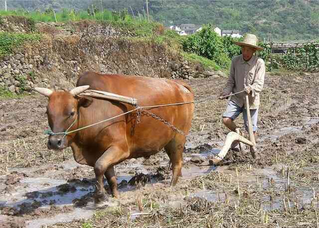 Vì sao châu Âu thích cày xới đất bằng ngựa, trong khi chúng ta cày xới nó bằng trâu bò?- Ảnh 4. Vì sao châu Âu thích cày xới đất bằng ngựa, trong khi chúng ta cày xới nó bằng trâu bò?- Ảnh 4.