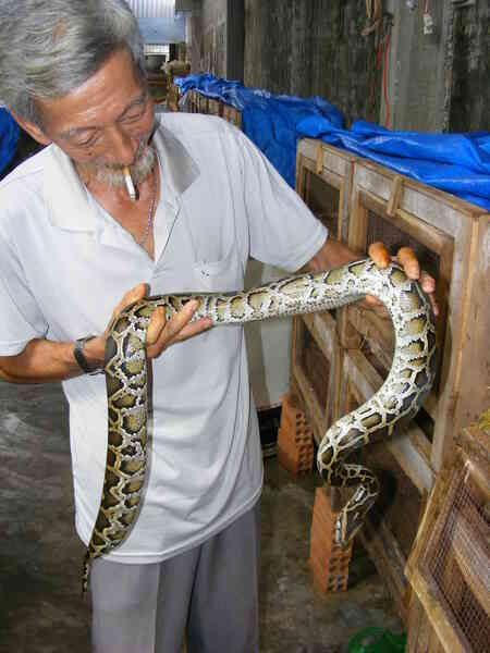 Người Việt đang ăn một loại thịt mà các nhà khoa học nghĩ cả thế giới nên học hỏi- Ảnh 3. Người Việt đang ăn một loại thịt mà các nhà khoa học nghĩ cả thế giới nên học hỏi- Ảnh 3.