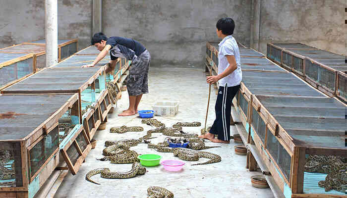 Người Việt đang ăn một loại thịt mà các nhà khoa học nghĩ cả thế giới nên học hỏi- Ảnh 6. Người Việt đang ăn một loại thịt mà các nhà khoa học nghĩ cả thế giới nên học hỏi- Ảnh 6.