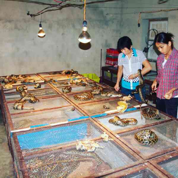Người Việt đang ăn một loại thịt mà các nhà khoa học nghĩ cả thế giới nên học hỏi- Ảnh 8. Người Việt đang ăn một loại thịt mà các nhà khoa học nghĩ cả thế giới nên học hỏi- Ảnh 8.