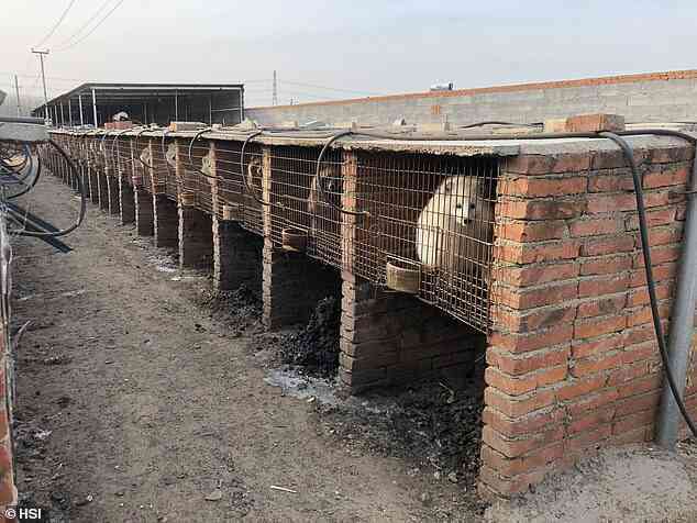 Nguy cơ bùng phát đại dịch từ 36 chủng virus mới phát hiện tại các trang trại nuôi thú lấy lông ở Trung Quốc- Ảnh 7. Nguy cơ bùng phát đại dịch từ 36 chủng virus mới phát hiện tại các trang trại nuôi thú lấy lông ở Trung Quốc- Ảnh 7.