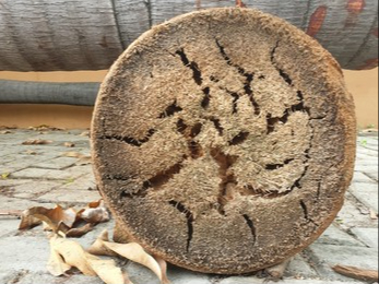 Tại sao cây cối gãy đổ ngổn ngang sau bão Yagi, chỉ riêng cây cau là đứng vững?- Ảnh 2. Tại sao cây cối gãy đổ ngổn ngang sau bão Yagi, chỉ riêng cây cau là đứng vững?- Ảnh 2.