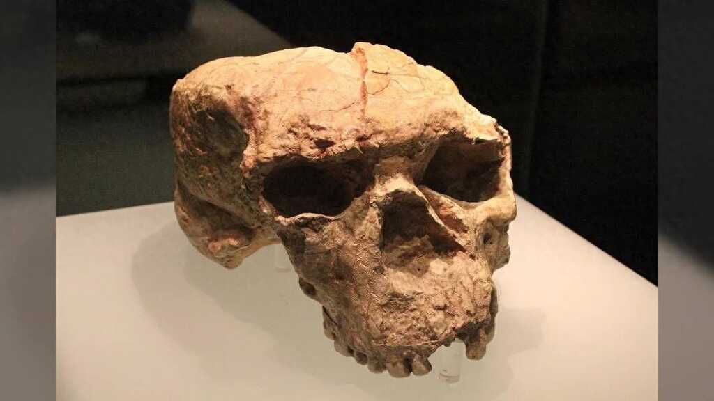 Hộp sọ 1 triệu năm tuổi hé lộ manh mối về nguồn gốc của người Neanderthal, người Denisova và cả con người