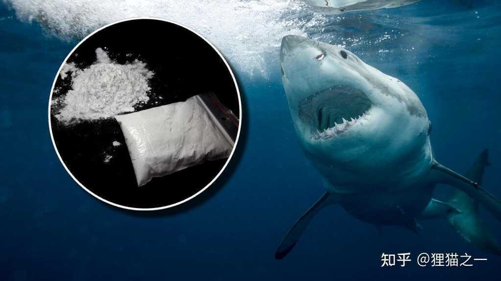 Phát hiện cocaine ở cá mập Brazil và hành vi bất thường được quan sát thấy ở cá mập Mỹ- Ảnh 3.