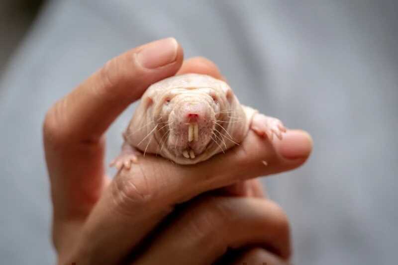Việc sửa chữa DNA ở chuột chũi trụi lông có thể là chìa khóa kéo dài tuổi thọ con người?