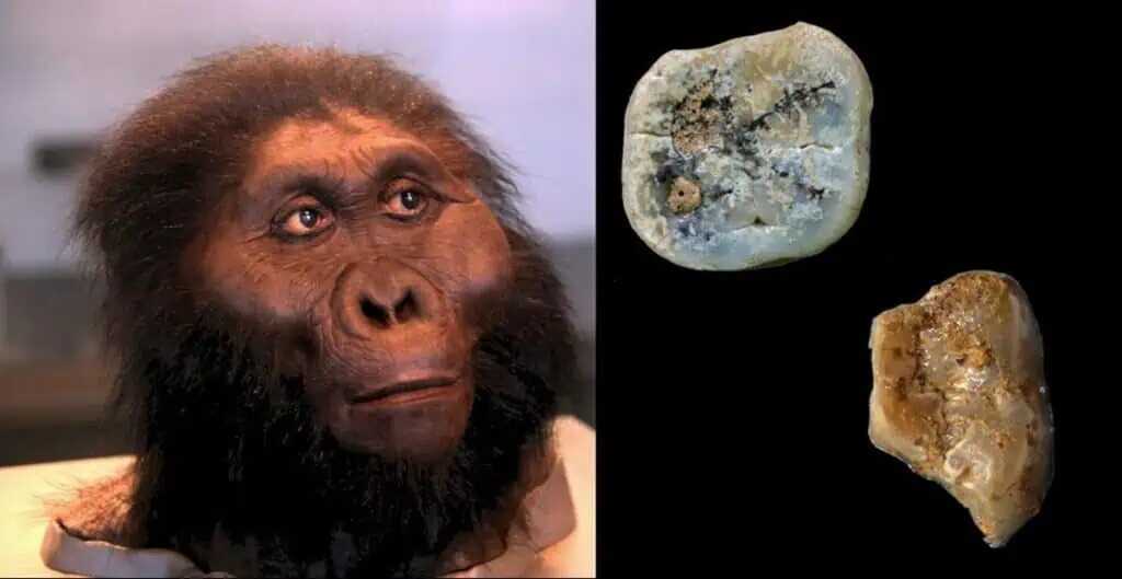 Paranthropus: Những người anh em họ bị lãng quên của loài người có thể đã tạo ra những công cụ đầu tiên trên thế giới