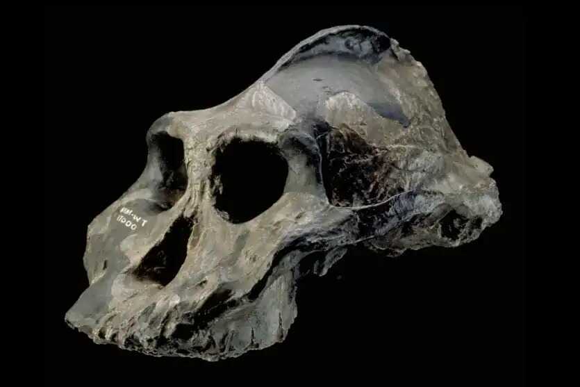 Paranthropus: Những người anh em họ bị lãng quên của loài người có thể đã tạo ra những công cụ đầu tiên trên thế giới- Ảnh 2. Paranthropus: Những người anh em họ bị lãng quên của loài người có thể đã tạo ra những công cụ đầu tiên trên thế giới- Ảnh 2.