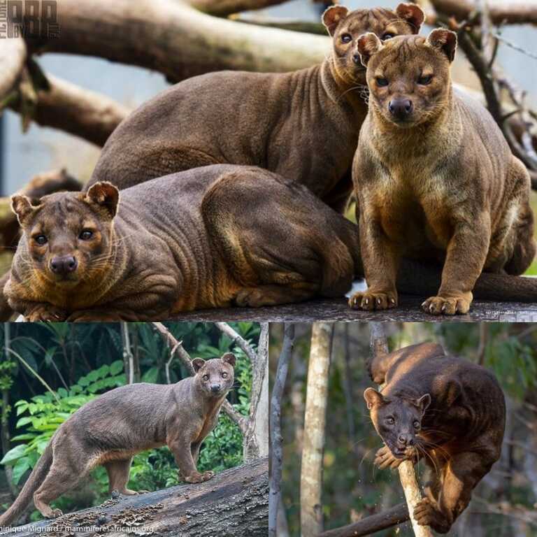 Loài săn mồi bí ẩn nhất Madagascar: Sở hữu đủ các đặc điểm của cả chó lẫn mèo!- Ảnh 4. Loài săn mồi bí ẩn nhất Madagascar: Sở hữu đủ các đặc điểm của cả chó lẫn mèo!- Ảnh 4.
