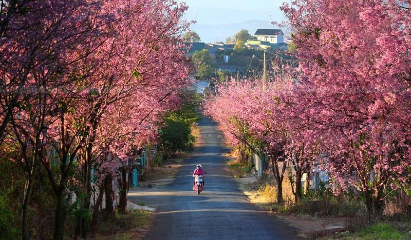Săn ngay vé máy bay giá rẻ đi Đà Lạt, du xuân chill hết nấc cùng Traveloka