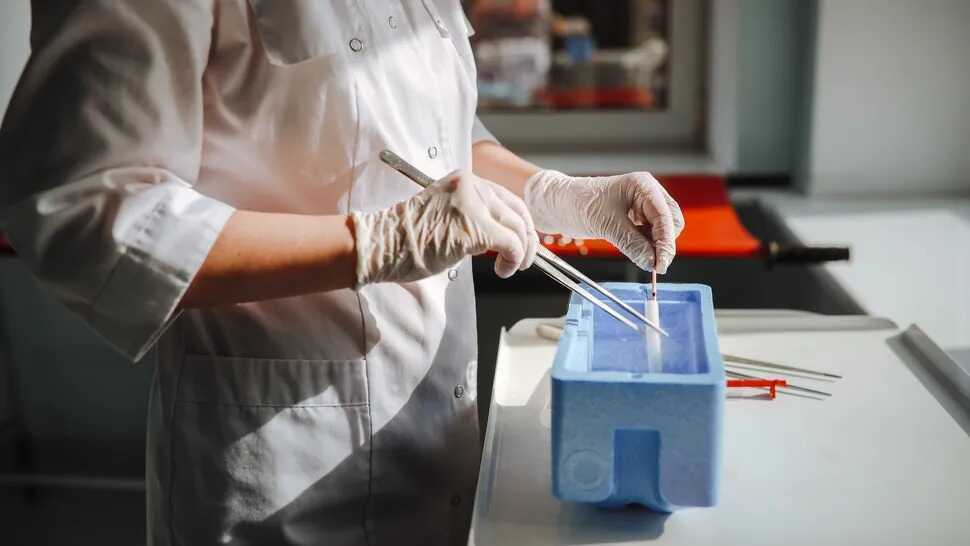 Đột phá khoa học: Tạo trứng người từ tế bào da và phôi thai trong phòng thí nghiệm