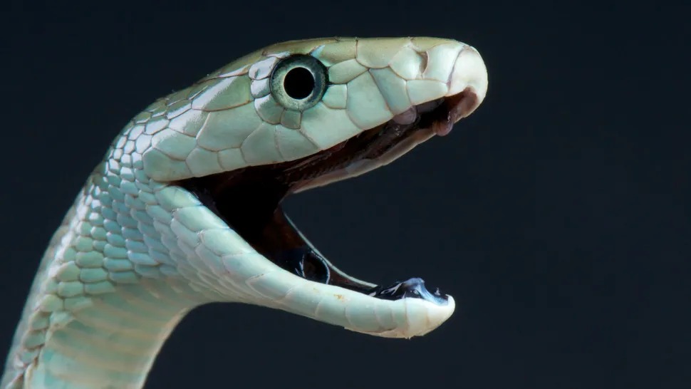 Thuốc giải rắn mamba: Cứu người trong chớp mắt, nhưng lại khiến cơ thể 'bùng nổ' như thế nào?