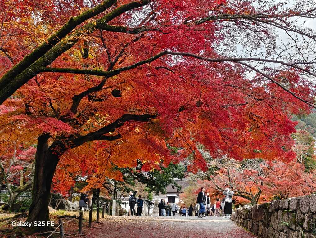 Lưu giữ khoảnh khắc mùa lễ hội rực rỡ với Galaxy S25 FE