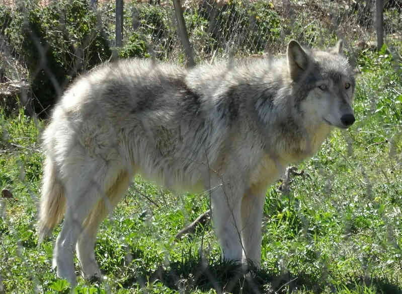 Chó sói và chó Husky có thể lai tạo và sinh sản, nhưng liệu con của chúng có khả năng sinh sản không?