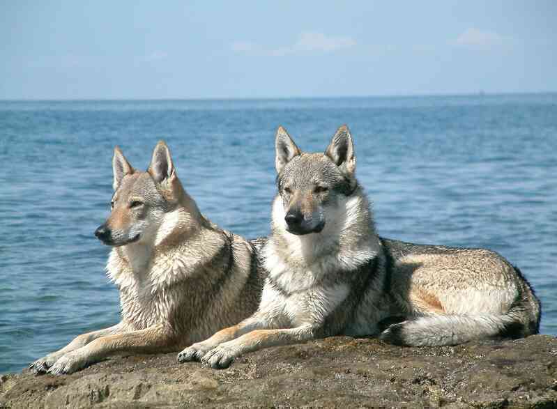 Chó sói và chó Husky có thể lai tạo và sinh sản, nhưng liệu con của chúng có khả năng sinh sản không?- Ảnh 3. Chó sói và chó Husky có thể lai tạo và sinh sản, nhưng liệu con của chúng có khả năng sinh sản không?- Ảnh 3.