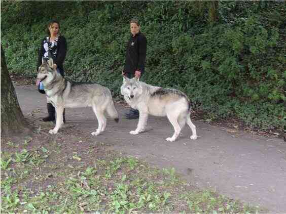 Chó sói và chó Husky có thể lai tạo và sinh sản, nhưng liệu con của chúng có khả năng sinh sản không?- Ảnh 4. Chó sói và chó Husky có thể lai tạo và sinh sản, nhưng liệu con của chúng có khả năng sinh sản không?- Ảnh 4.