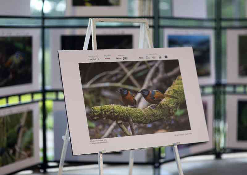 Vietnam BirdRace 2025: Những cánh chim kết nối thế giới từ Bidoup – Núi Bà- Ảnh 20. Vietnam BirdRace 2025: Những cánh chim kết nối thế giới từ Bidoup – Núi Bà- Ảnh 20.