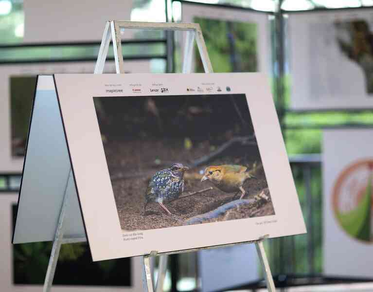 Vietnam BirdRace 2025: Những cánh chim kết nối thế giới từ Bidoup – Núi Bà- Ảnh 21. Vietnam BirdRace 2025: Những cánh chim kết nối thế giới từ Bidoup – Núi Bà- Ảnh 21.