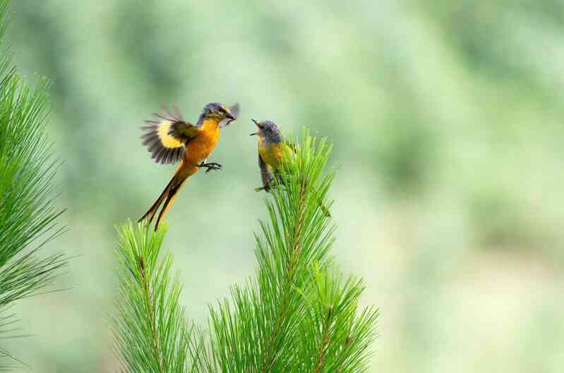 Vietnam BirdRace 2025: Những cánh chim kết nối thế giới từ Bidoup – Núi Bà- Ảnh 6. Vietnam BirdRace 2025: Những cánh chim kết nối thế giới từ Bidoup – Núi Bà- Ảnh 6.