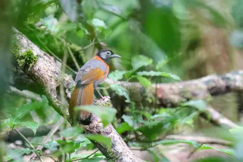 Vietnam BirdRace 2025: Những cánh chim kết nối thế giới từ Bidoup – Núi Bà- Ảnh 7. Vietnam BirdRace 2025: Những cánh chim kết nối thế giới từ Bidoup – Núi Bà- Ảnh 7.