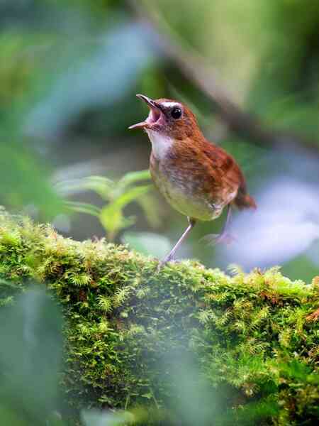 Vietnam BirdRace 2025: Những cánh chim kết nối thế giới từ Bidoup – Núi Bà- Ảnh 8. Vietnam BirdRace 2025: Những cánh chim kết nối thế giới từ Bidoup – Núi Bà- Ảnh 8.