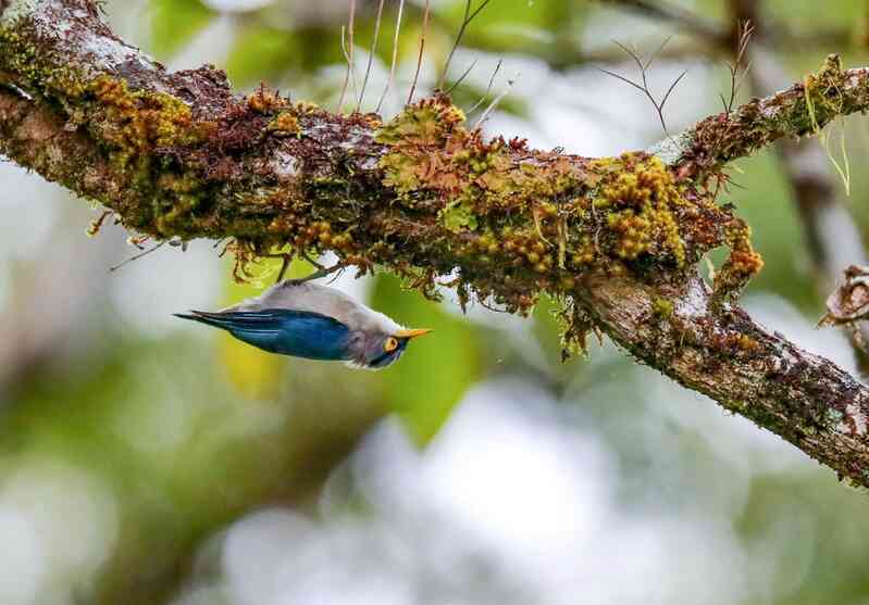 Vietnam BirdRace 2025: Những cánh chim kết nối thế giới từ Bidoup – Núi Bà- Ảnh 9. Vietnam BirdRace 2025: Những cánh chim kết nối thế giới từ Bidoup – Núi Bà- Ảnh 9.