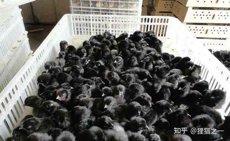 Năm 1985, các chuyên gia phát hiện ra ba con gà đen kỳ lạ: Chúng hóa ra là một loài siêu hiếm có thể đẻ ra trứng xanh!- Ảnh 4. Năm 1985, các chuyên gia phát hiện ra ba con gà đen kỳ lạ: Chúng hóa ra là một loài siêu hiếm có thể đẻ ra trứng xanh!- Ảnh 4.