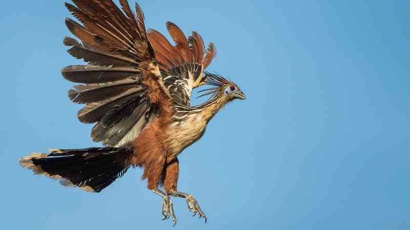 Chim Hoatzin: 'quái vật' cổ đại của Amazon và danh hiệu loài chim hôi nhất hành tinh- Ảnh 2. Chim Hoatzin: 'quái vật' cổ đại của Amazon và danh hiệu loài chim hôi nhất hành tinh- Ảnh 2.