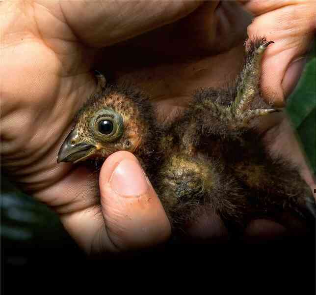 Chim Hoatzin: 'quái vật' cổ đại của Amazon và danh hiệu loài chim hôi nhất hành tinh- Ảnh 3. Chim Hoatzin: 'quái vật' cổ đại của Amazon và danh hiệu loài chim hôi nhất hành tinh- Ảnh 3.