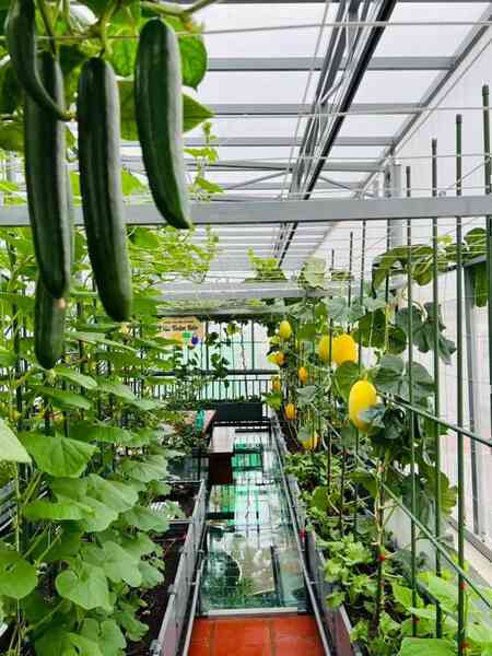 Gửi rau thay lời cảm ơn: Ông bố Hà Nội biến sân thượng thành vườn, tặng nông sản cho người ủng hộ thiện nguyện- Ảnh 11. Gửi rau thay lời cảm ơn: Ông bố Hà Nội biến sân thượng thành vườn, tặng nông sản cho người ủng hộ thiện nguyện- Ảnh 11.