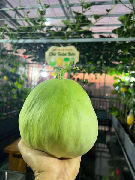 Gửi rau thay lời cảm ơn: Ông bố Hà Nội biến sân thượng thành vườn, tặng nông sản cho người ủng hộ thiện nguyện- Ảnh 17. Gửi rau thay lời cảm ơn: Ông bố Hà Nội biến sân thượng thành vườn, tặng nông sản cho người ủng hộ thiện nguyện- Ảnh 17.