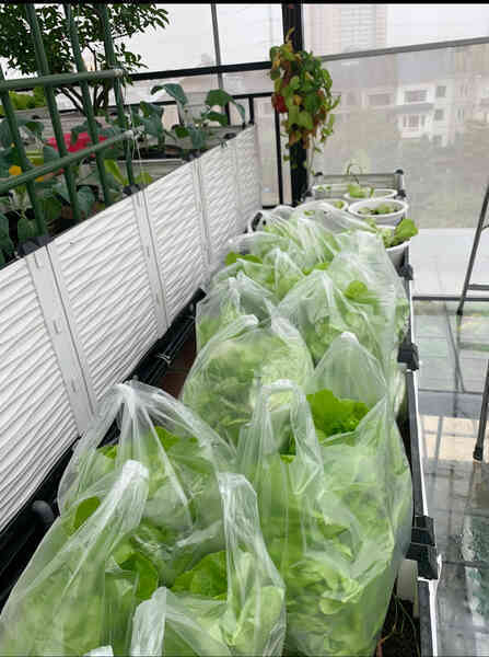 Gửi rau thay lời cảm ơn: Ông bố Hà Nội biến sân thượng thành vườn, tặng nông sản cho người ủng hộ thiện nguyện- Ảnh 18. Gửi rau thay lời cảm ơn: Ông bố Hà Nội biến sân thượng thành vườn, tặng nông sản cho người ủng hộ thiện nguyện- Ảnh 18.
