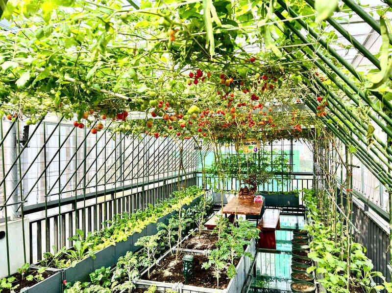 Gửi rau thay lời cảm ơn: Ông bố Hà Nội biến sân thượng thành vườn, tặng nông sản cho người ủng hộ thiện nguyện- Ảnh 7. Gửi rau thay lời cảm ơn: Ông bố Hà Nội biến sân thượng thành vườn, tặng nông sản cho người ủng hộ thiện nguyện- Ảnh 7.