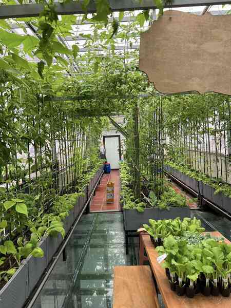 Gửi rau thay lời cảm ơn: Ông bố Hà Nội biến sân thượng thành vườn, tặng nông sản cho người ủng hộ thiện nguyện- Ảnh 8. Gửi rau thay lời cảm ơn: Ông bố Hà Nội biến sân thượng thành vườn, tặng nông sản cho người ủng hộ thiện nguyện- Ảnh 8.