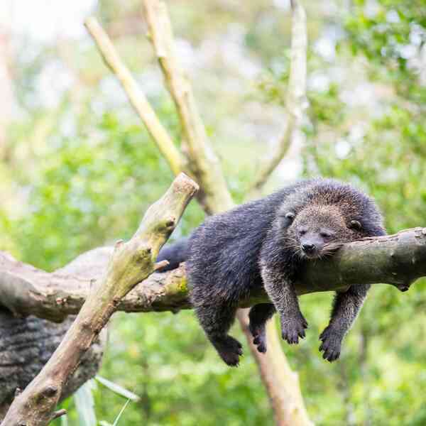 Binturong: Sinh vật bí ẩn được 'lai tạo' giữa gấu và mèo với hương thơm bỏng ngô đặc trưng giữa rừng già