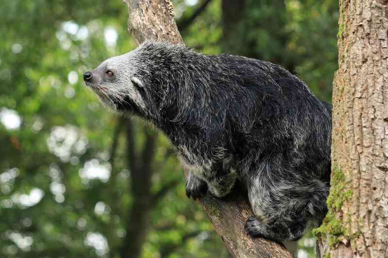 Binturong: Sinh vật bí ẩn được 'lai tạo' giữa gấu và mèo với hương thơm bỏng ngô đặc trưng giữa rừng già- Ảnh 3. Binturong: Sinh vật bí ẩn được 'lai tạo' giữa gấu và mèo với hương thơm bỏng ngô đặc trưng giữa rừng già- Ảnh 3.
