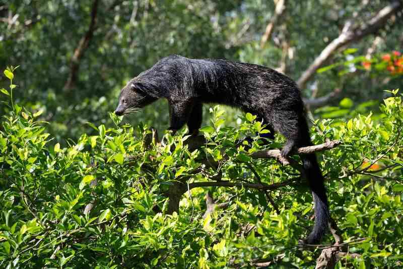 Binturong: Sinh vật bí ẩn được 'lai tạo' giữa gấu và mèo với hương thơm bỏng ngô đặc trưng giữa rừng già- Ảnh 4. Binturong: Sinh vật bí ẩn được 'lai tạo' giữa gấu và mèo với hương thơm bỏng ngô đặc trưng giữa rừng già- Ảnh 4.