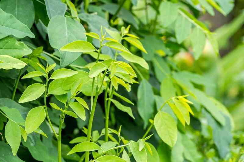 Đi tìm loại rau siêu rẻ ở Việt Nam, bán đầy chợ, lại tốt cho sinh lý phái mạnh- Ảnh 2. Đi tìm loại rau siêu rẻ ở Việt Nam, bán đầy chợ, lại tốt cho sinh lý phái mạnh- Ảnh 2.