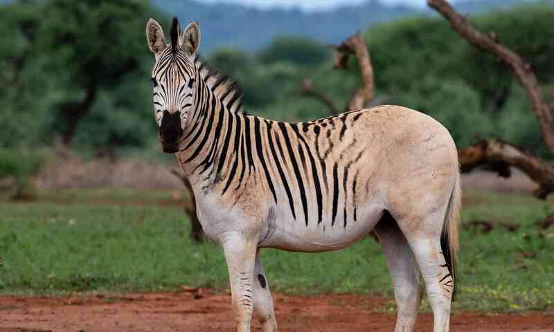 Con quagga cuối cùng trên thế giới qua đời, khép lại số phận của một loài ngựa vằn đặc biệt!