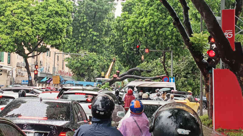 Khoảnh khắc cây xà cừ cổ thụ bật gốc đè bẹp ô tô trên đường Trần Phú
