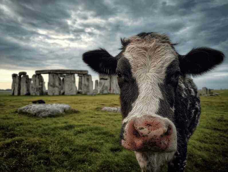 Chiếc răng bò 5.000 năm tuổi đã thay đổi những gì chúng ta biết về Stonehenge