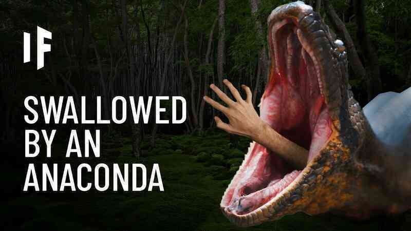 Bên trong dạ dày Anaconda: Con người sẽ sống được bao lâu trước khi bị tiêu hóa?