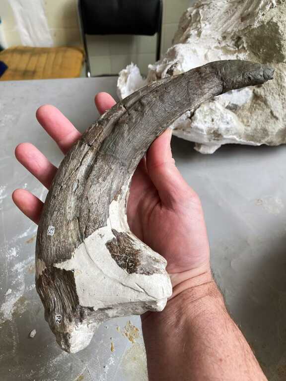 Hé lộ loài khủng long Megaraptor mới với bữa ăn cuối cùng vẫn còn kẹt trong hàm- Ảnh 2. Hé lộ loài khủng long Megaraptor mới với bữa ăn cuối cùng vẫn còn kẹt trong hàm- Ảnh 2.