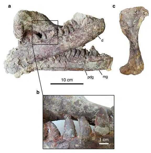 Hé lộ loài khủng long Megaraptor mới với bữa ăn cuối cùng vẫn còn kẹt trong hàm- Ảnh 3. Hé lộ loài khủng long Megaraptor mới với bữa ăn cuối cùng vẫn còn kẹt trong hàm- Ảnh 3.