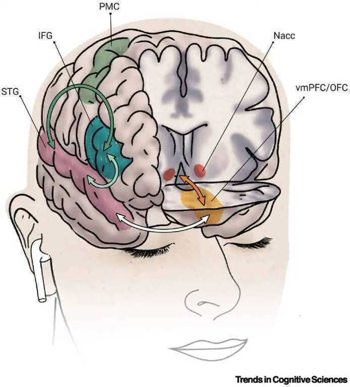 Tại sao một số người không cảm thấy gì khi nghe nhạc- Ảnh 2. Tại sao một số người không cảm thấy gì khi nghe nhạc- Ảnh 2.