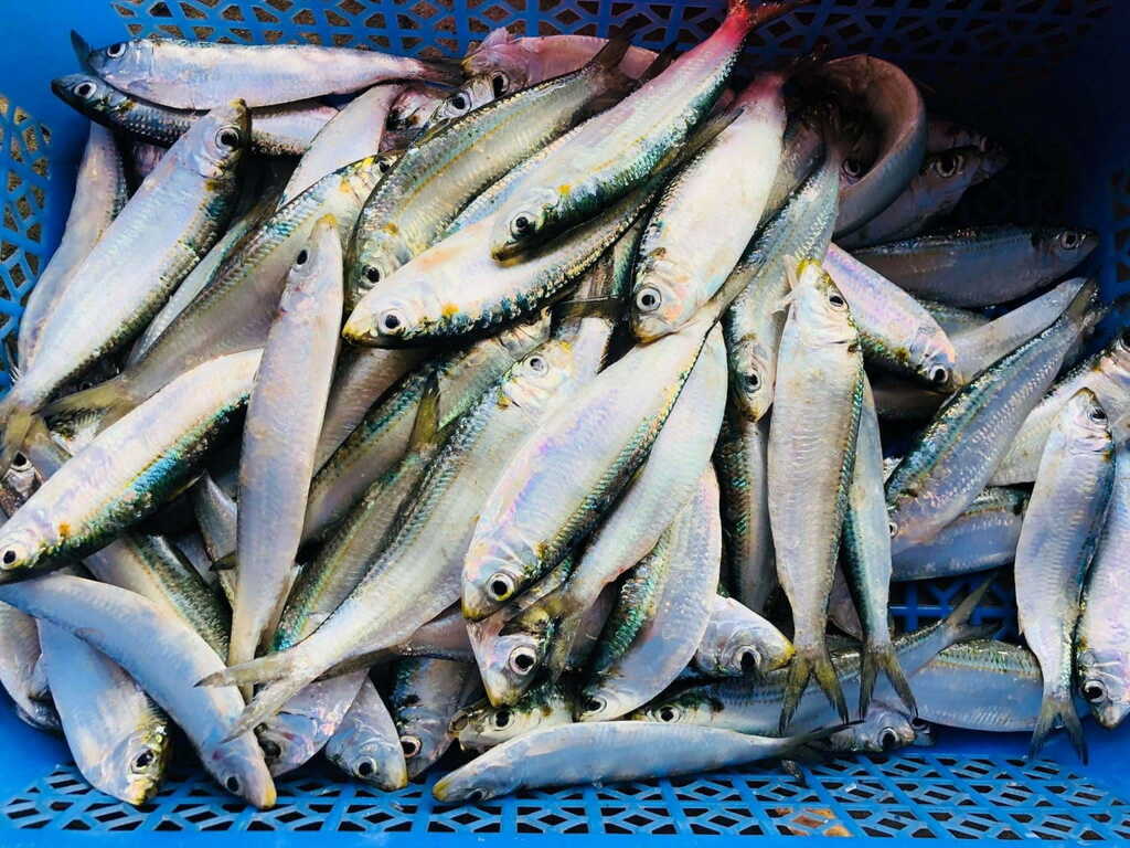 Loại cá nhiều omega-3 hơn cá hồi, được Mỹ đánh giá tốt bậc nhất thế giới: Ngư dân Việt coi là “lộc biển”