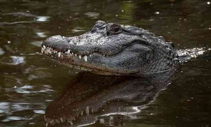 Cá sấu hơn 4 m húc lật hai chiếc thuyền kayak