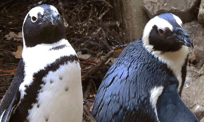 Đôi cánh cụt đực cướp trứng của cặp chim cái đồng tính